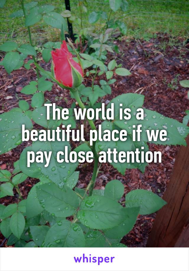 The world is a beautiful place if we pay close attention