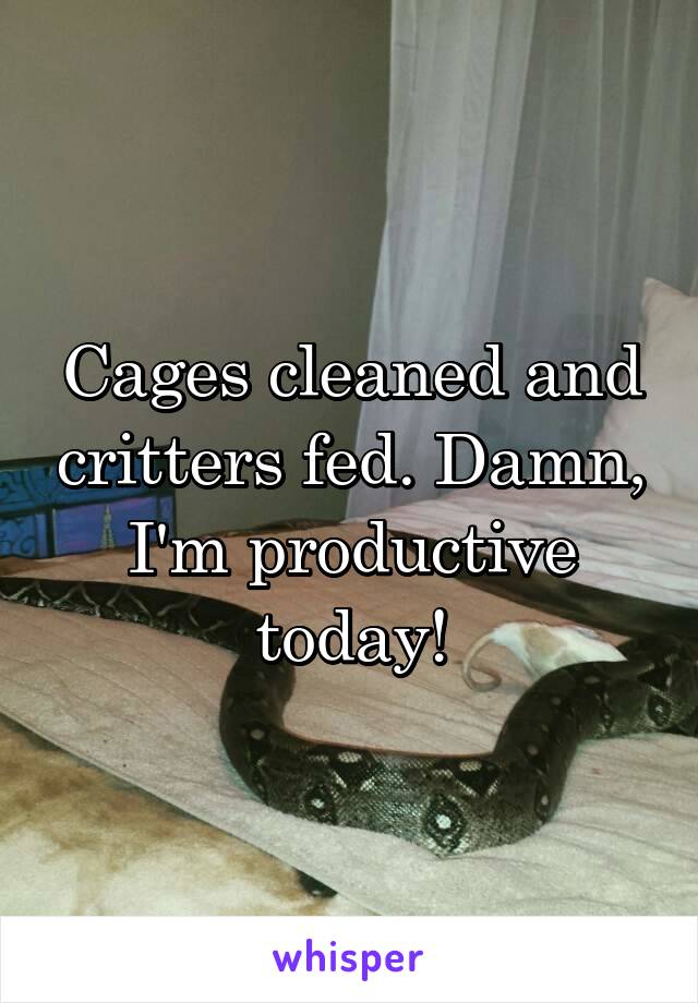 Cages cleaned and critters fed. Damn, I'm productive today!