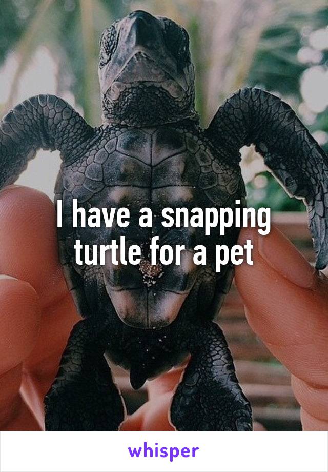 I have a snapping turtle for a pet