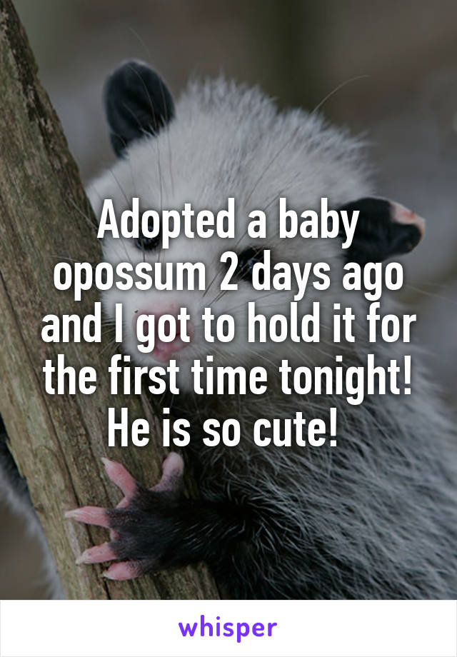 Adopted a baby opossum 2 days ago and I got to hold it for the first time tonight! He is so cute! 