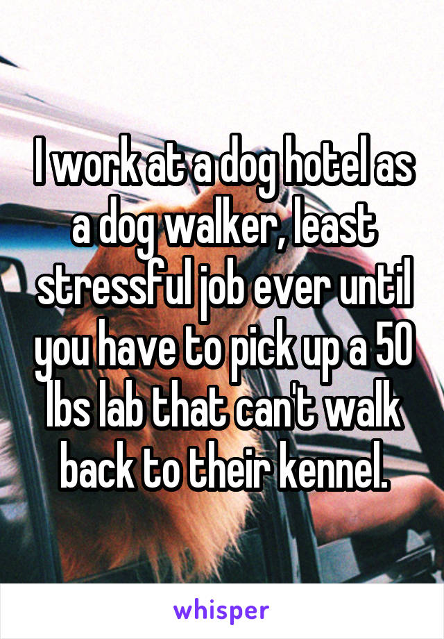 I work at a dog hotel as a dog walker, least stressful job ever until you have to pick up a 50 lbs lab that can't walk back to their kennel.