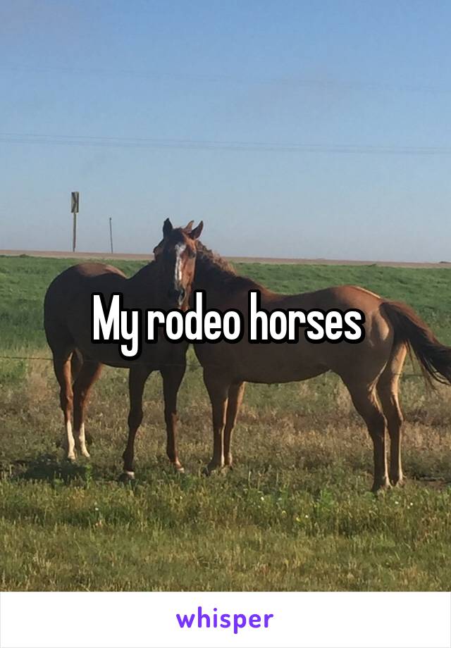 My rodeo horses
