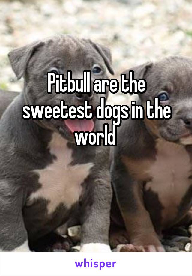 Pitbull are the sweetest dogs in the world 

