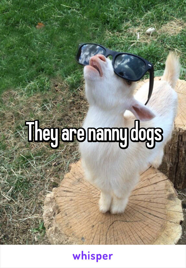 They are nanny dogs