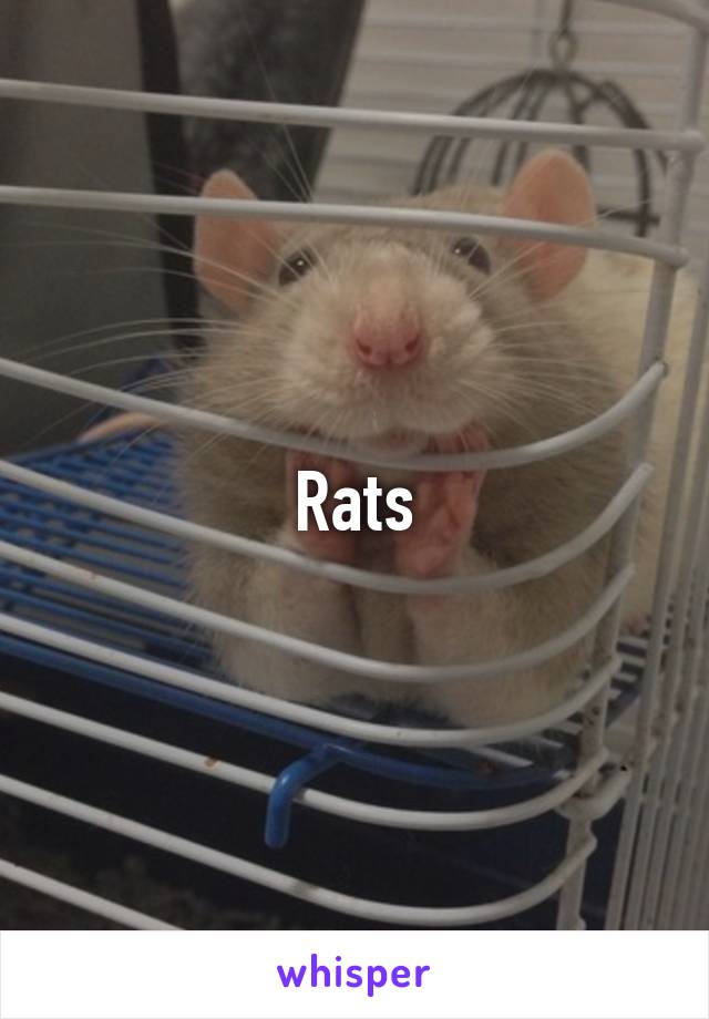 Rats