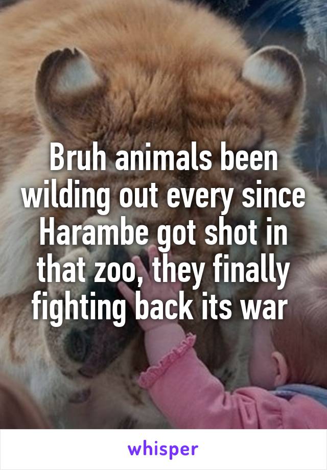 Bruh animals been wilding out every since Harambe got shot in that zoo, they finally fighting back its war 