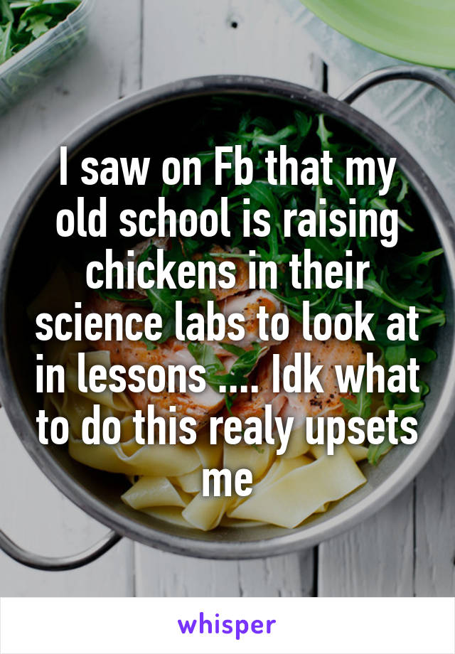 I saw on Fb that my old school is raising chickens in their science labs to look at in lessons .... Idk what to do this realy upsets me