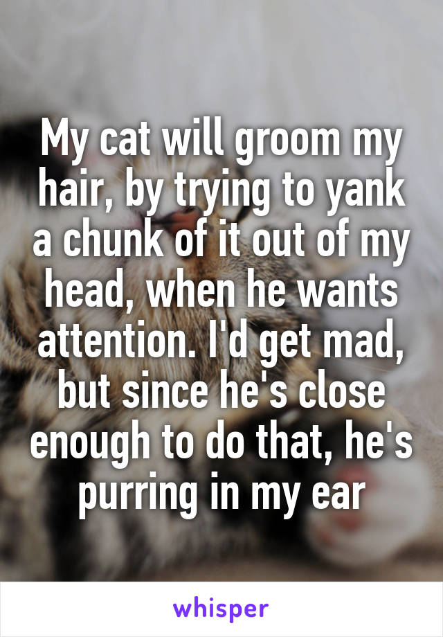 My cat will groom my hair, by trying to yank a chunk of it out of my head, when he wants attention. I'd get mad, but since he's close enough to do that, he's purring in my ear