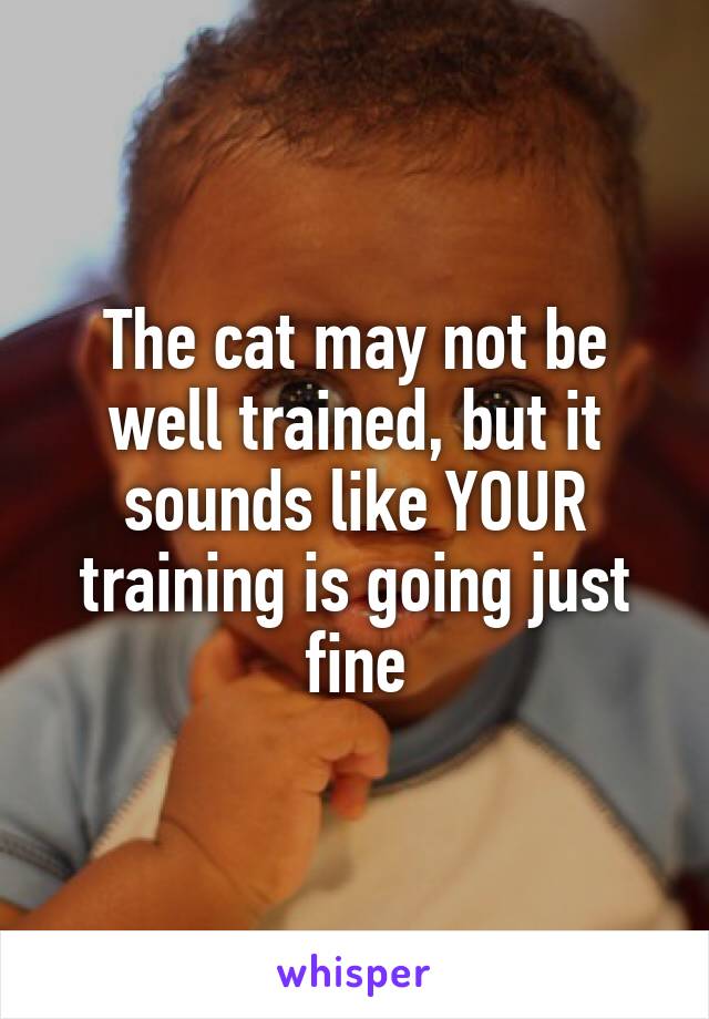 The cat may not be well trained, but it sounds like YOUR training is going just fine