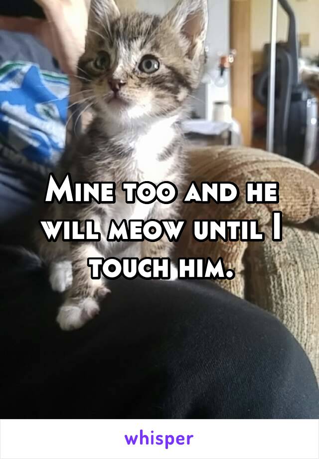 Mine too and he will meow until I touch him.