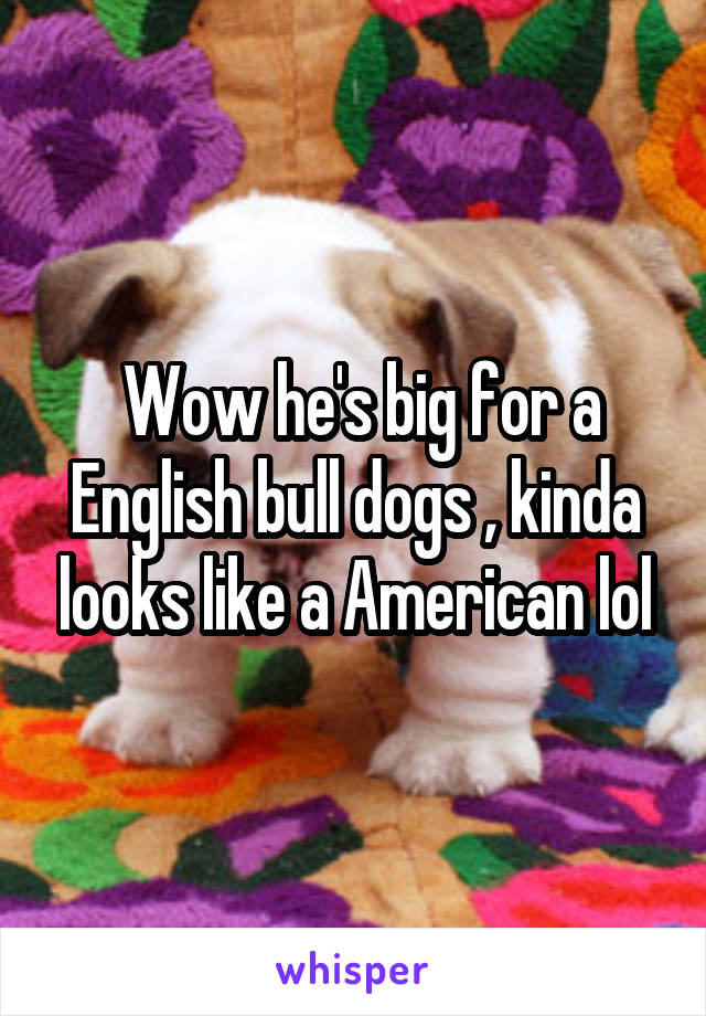  Wow he's big for a English bull dogs , kinda looks like a American lol