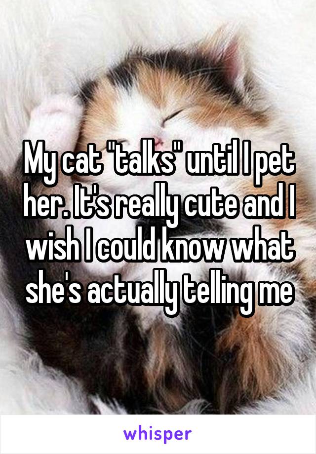 My cat "talks" until I pet her. It's really cute and I wish I could know what she's actually telling me