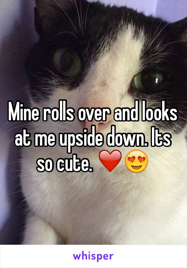 Mine rolls over and looks at me upside down. Its so cute. ❤️😍