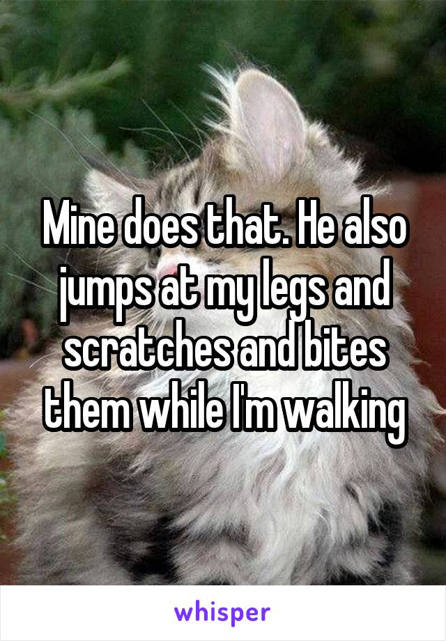 Mine does that. He also jumps at my legs and scratches and bites them while I'm walking