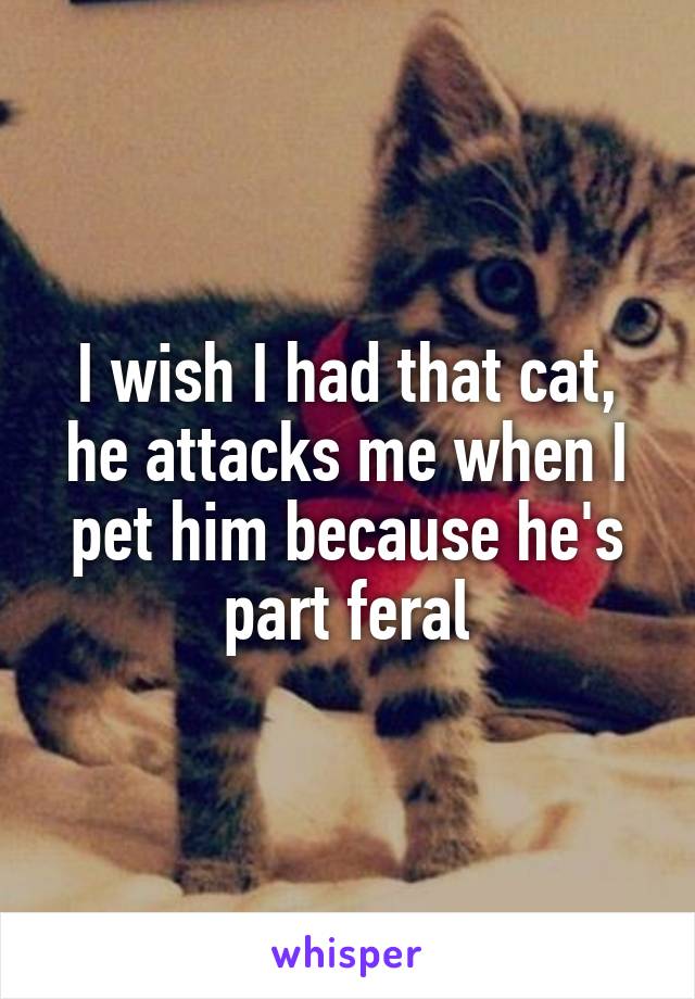 I wish I had that cat, he attacks me when I pet him because he's part feral