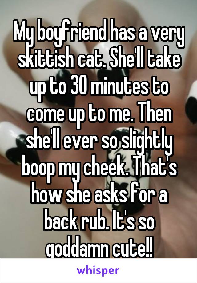 My boyfriend has a very skittish cat. She'll take up to 30 minutes to come up to me. Then she'll ever so slightly boop my cheek. That's how she asks for a back rub. It's so goddamn cute!!