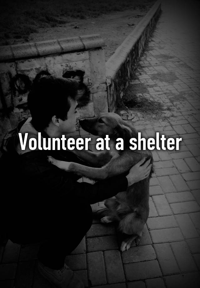 volunteer-at-a-shelter