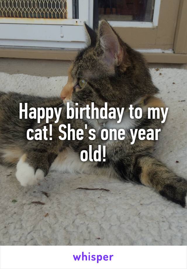 Happy birthday to my cat! She's one year old!