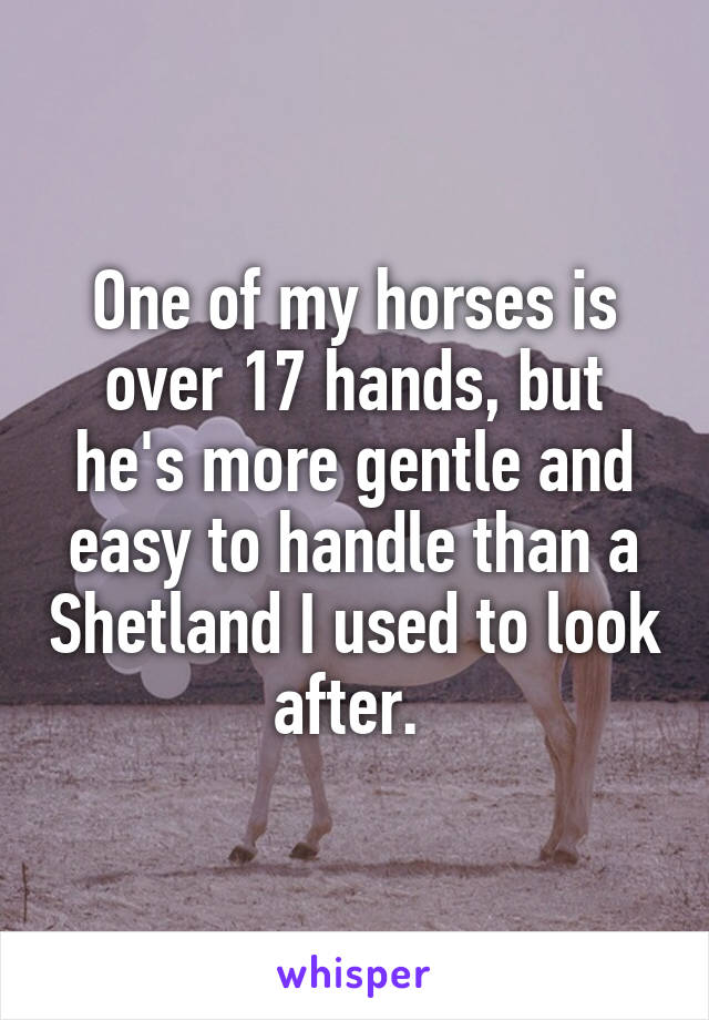 One of my horses is over 17 hands, but he's more gentle and easy to handle than a Shetland I used to look after. 