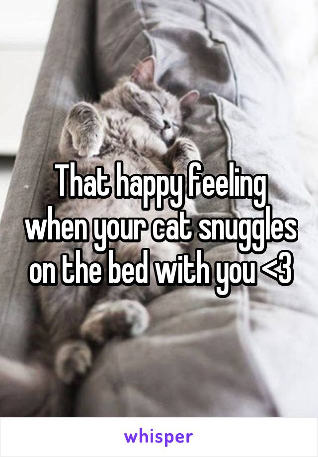 That happy feeling when your cat snuggles on the bed with you <3