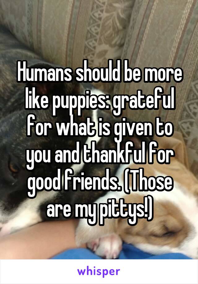 Humans should be more like puppies: grateful for what is given to you and thankful for good friends. (Those are my pittys!)