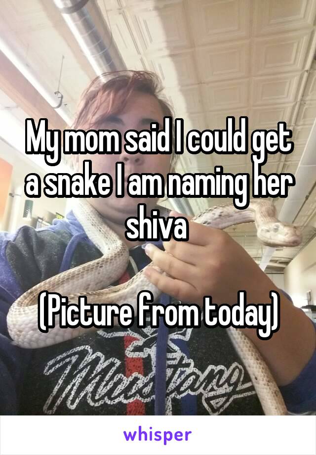 My mom said I could get a snake I am naming her shiva 

(Picture from today)