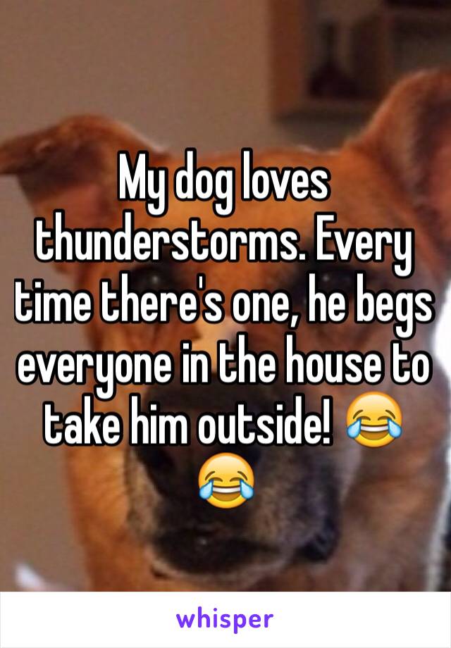 My dog loves thunderstorms. Every time there's one, he begs everyone in the house to take him outside! 😂😂