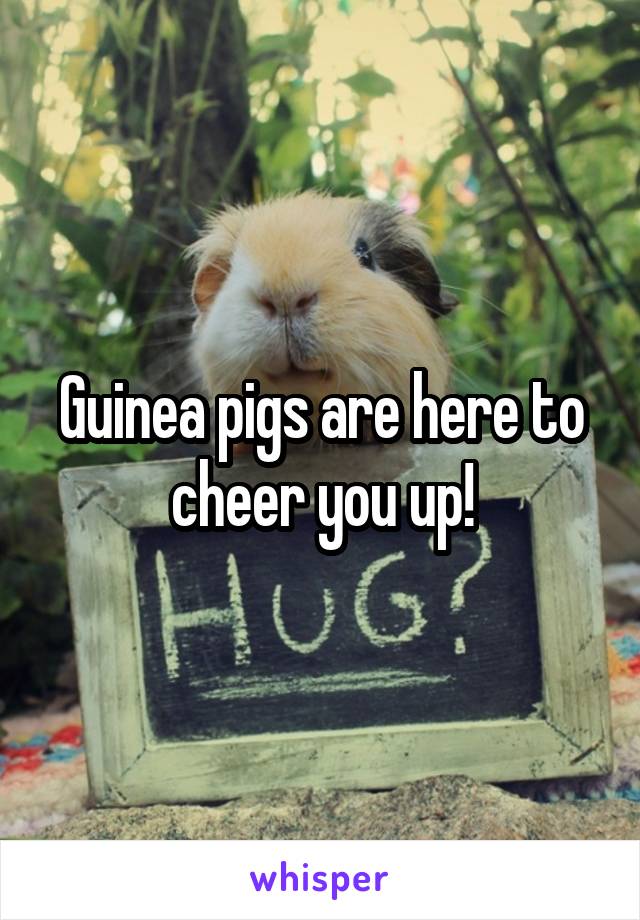 Guinea pigs are here to cheer you up!