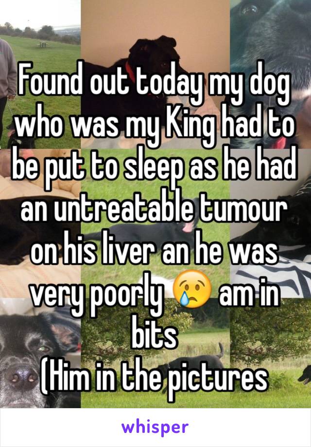 Found out today my dog who was my King had to be put to sleep as he had an untreatable tumour on his liver an he was very poorly 😢 am in bits
(Him in the pictures 