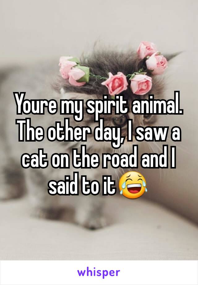 Youre my spirit animal. The other day, I saw a cat on the road and I said to it😂