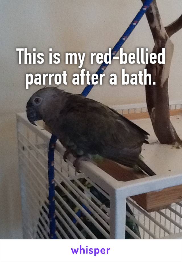 This is my red-bellied parrot after a bath.





