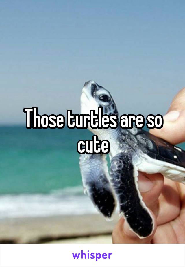 Those turtles are so cute