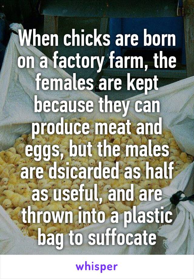 When chicks are born on a factory farm, the females are kept because they can produce meat and eggs, but the males are dsicarded as half as useful, and are thrown into a plastic bag to suffocate