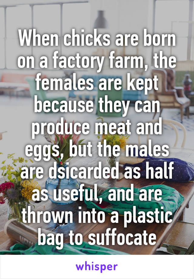 When chicks are born on a factory farm, the females are kept because they can produce meat and eggs, but the males are dsicarded as half as useful, and are thrown into a plastic bag to suffocate