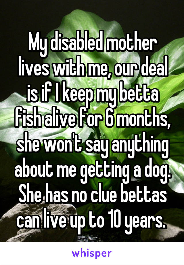 My disabled mother lives with me, our deal is if I keep my betta fish alive for 6 months, she won't say anything about me getting a dog. She has no clue bettas can live up to 10 years. 