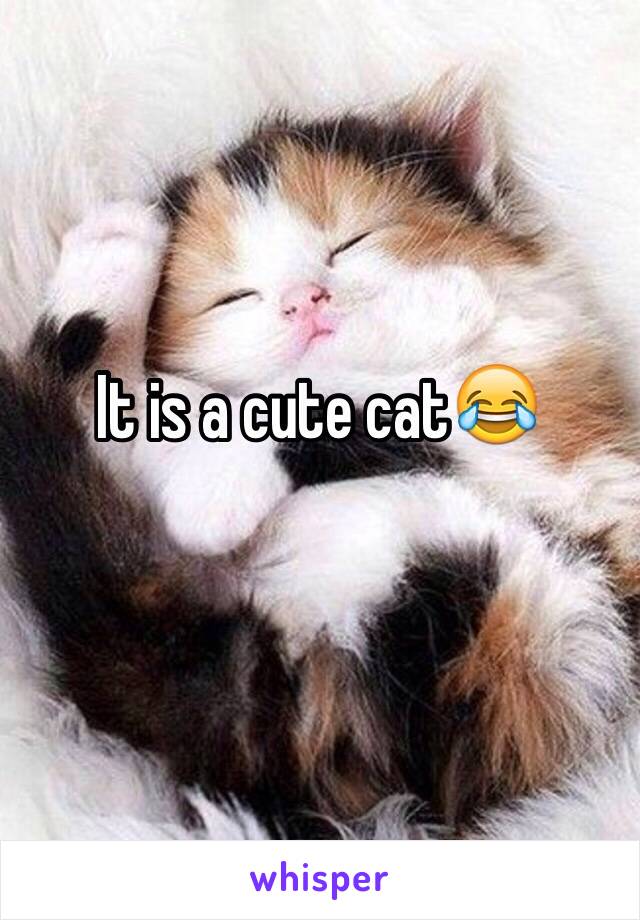 It is a cute cat😂