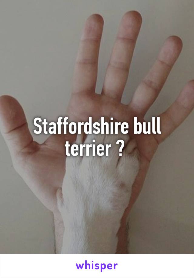 Staffordshire bull terrier ? 