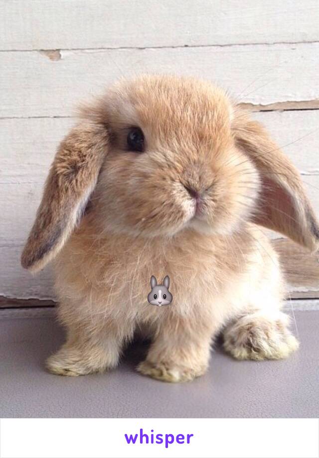 🐰