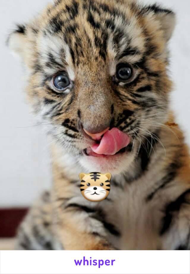 🐯