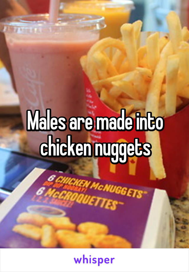 Males are made into chicken nuggets