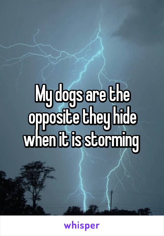 My dogs are the opposite they hide when it is storming 