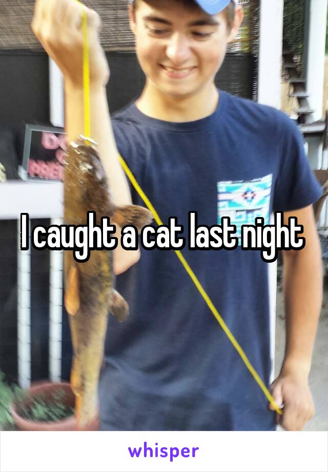 I caught a cat last night 