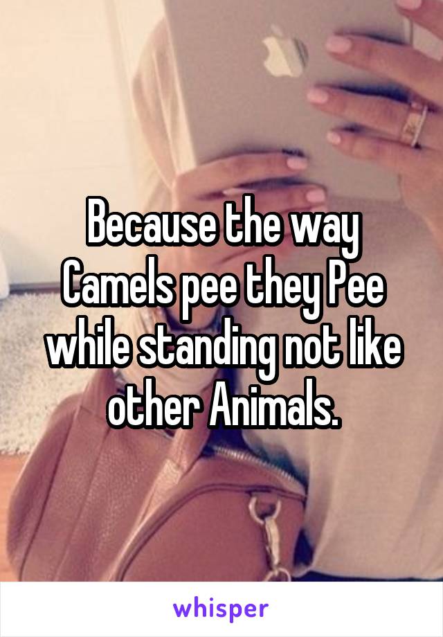 Because the way Camels pee they Pee while standing not like other Animals.