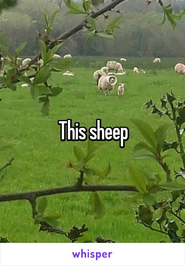This sheep