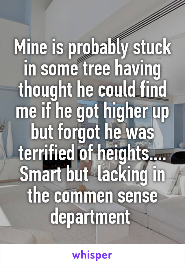 Mine is probably stuck in some tree having thought he could find me if he got higher up but forgot he was terrified of heights.... Smart but  lacking in the commen sense department 