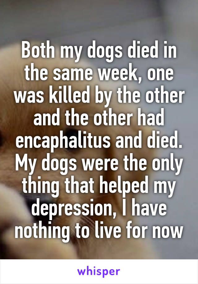 Both my dogs died in the same week, one was killed by the other and the other had encaphalitus and died. My dogs were the only thing that helped my depression, I have nothing to live for now