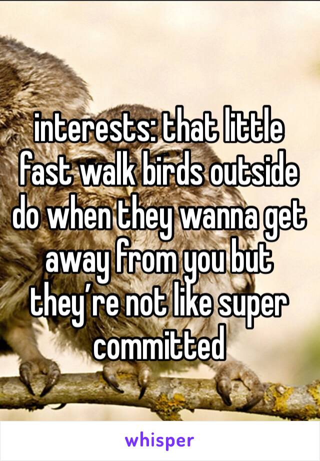 interests: that little fast walk birds outside do when they wanna get away from you but they’re not like super committed 