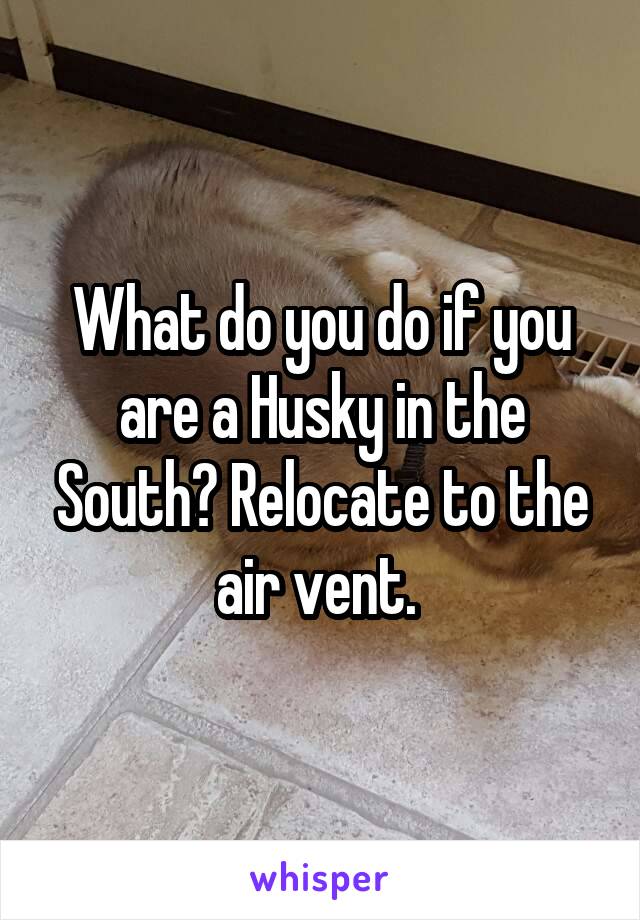 What do you do if you are a Husky in the South? Relocate to the air vent. 