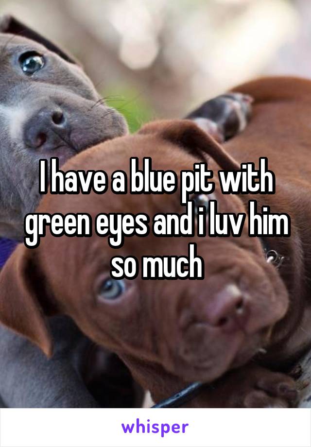 I have a blue pit with green eyes and i luv him so much