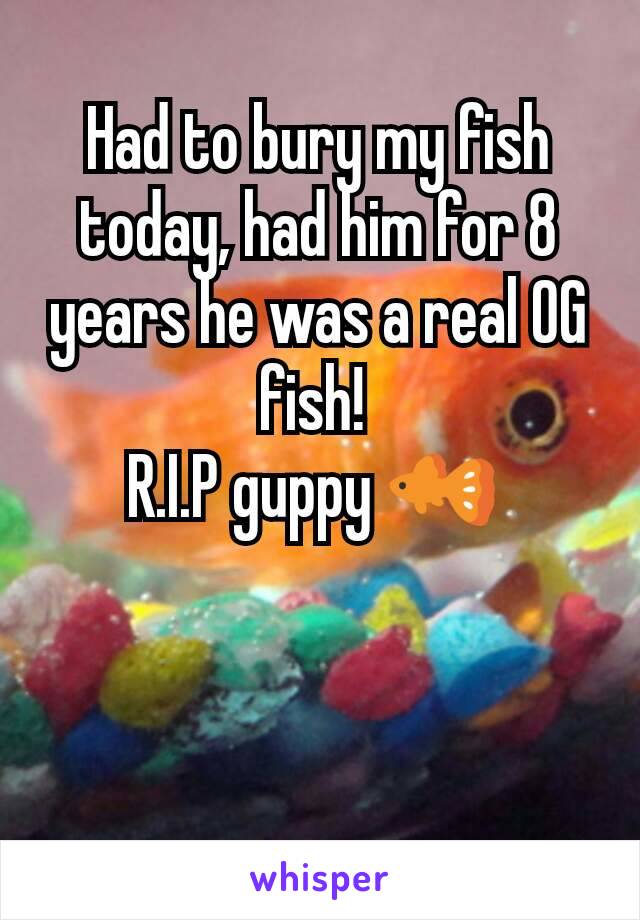 Had to bury my fish today, had him for 8 years he was a real OG fish! 
R.I.P guppy 🐠 